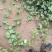 花叶蔓长春自产自销花叶蔓长春种植基地。30万低价处理