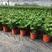 八仙花自产自销八仙花种植基地。30万低价处理。