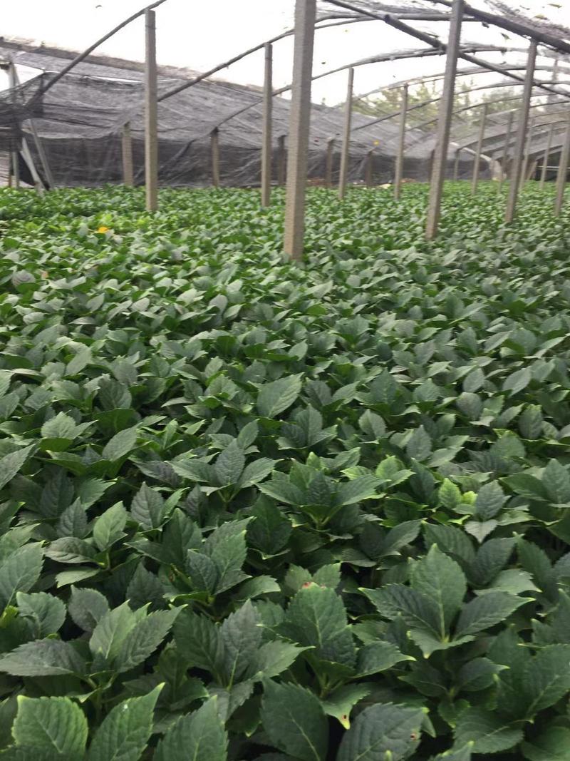 八仙花自产自销八仙花种植基地。30万低价处理。