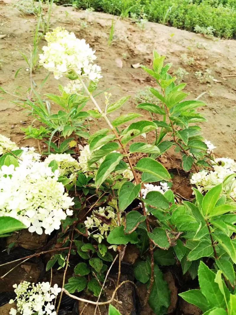 木绣球种植基地木绣球自产自销。30万低价处理