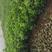 海桐种植基地海桐自产自销。300万低价处理。