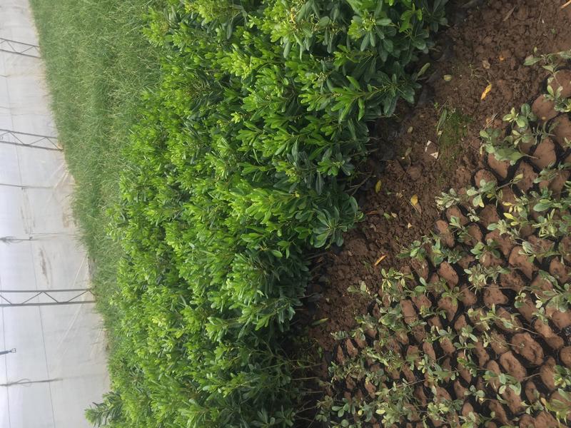 海桐种植基地海桐自产自销。300万低价处理。