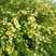 黄刺玫种植基地黄刺玫批发价格。30万低价处理