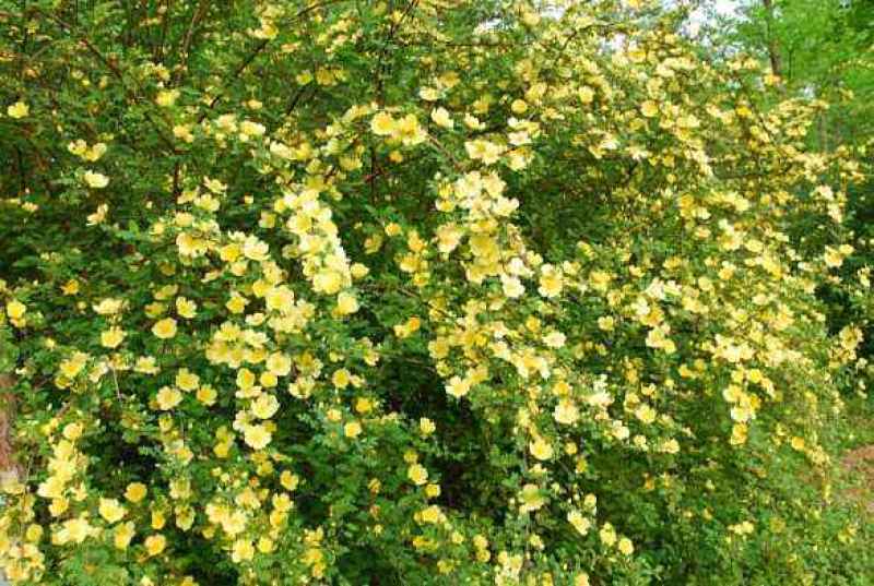 黄刺玫种植基地黄刺玫批发价格。30万低价处理