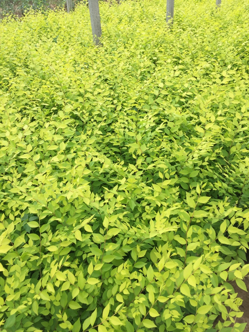 金叶榆种植基地金叶榆自产自销。30万低价处理。