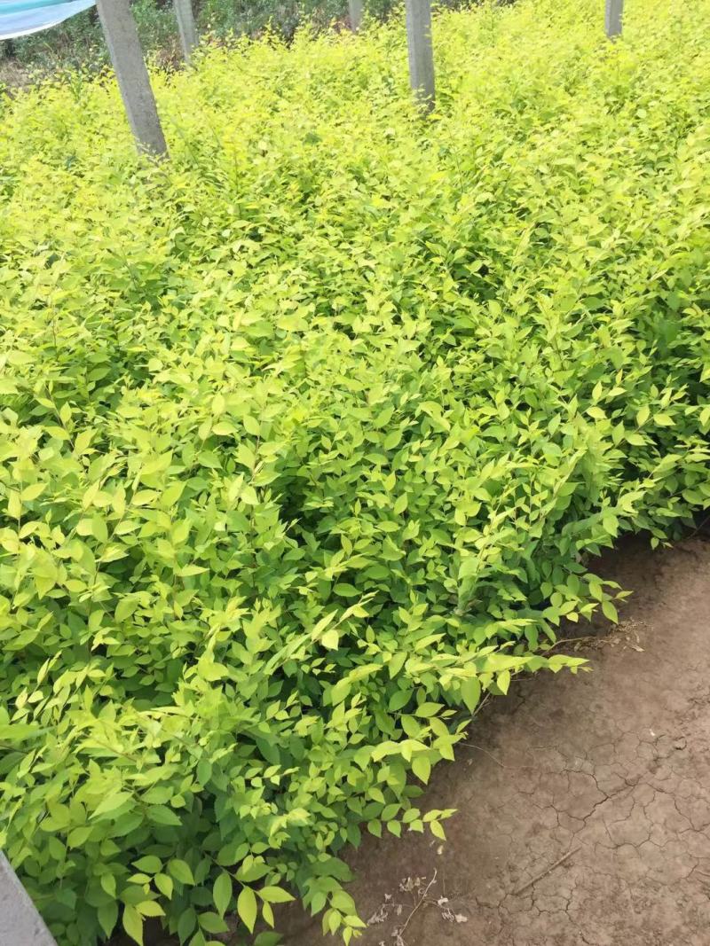 金叶榆种植基地金叶榆自产自销。30万低价处理。