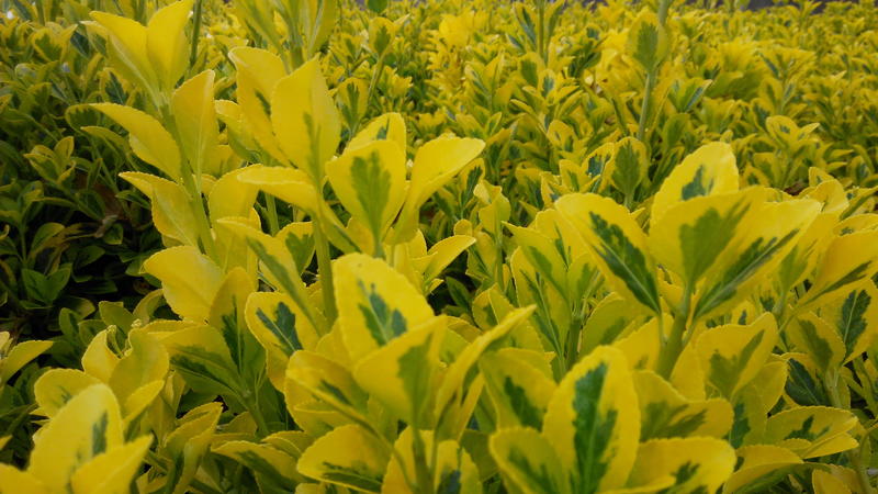 金冠黄杨种植基地金冠黄杨。20万低价处理。