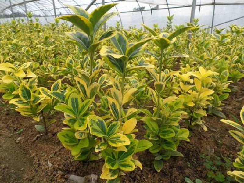 金冠黄杨种植基地金冠黄杨。20万低价处理。