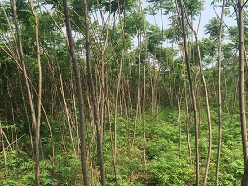 火炬树种植基地火炬树基地直销。30万低价处理