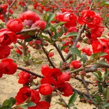 贴梗海棠种植基地。贴梗海棠。2万低价处理。