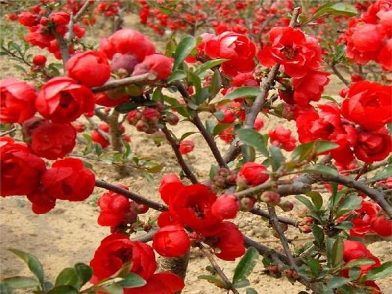贴梗海棠种植基地。贴梗海棠。2万低价处理。