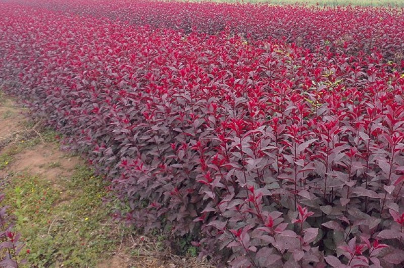 紫叶矮樱种植基地紫叶矮樱那个直销。30万低价处理