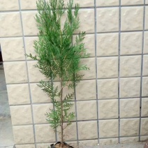 侧柏种植基地侧柏基地直销。300万低价处理。
