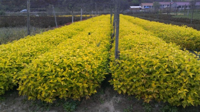 金叶风箱果种植基地。金叶风箱果。3万低价处理。