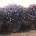 紫叶风箱果种植基地。紫叶风箱果。300万低价处理。