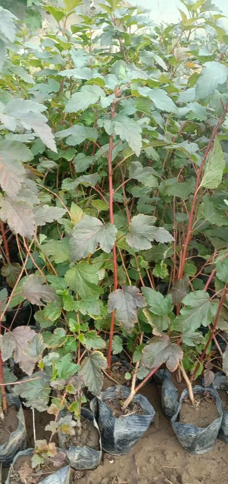 紫叶风箱果种植基地。紫叶风箱果。300万低价处理。