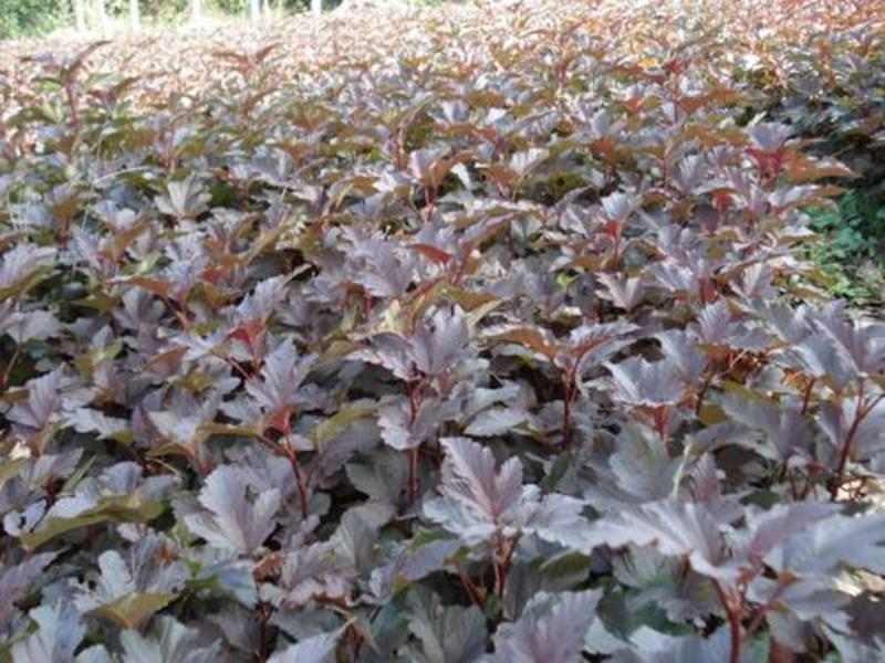 紫叶风箱果种植基地。紫叶风箱果。300万低价处理。