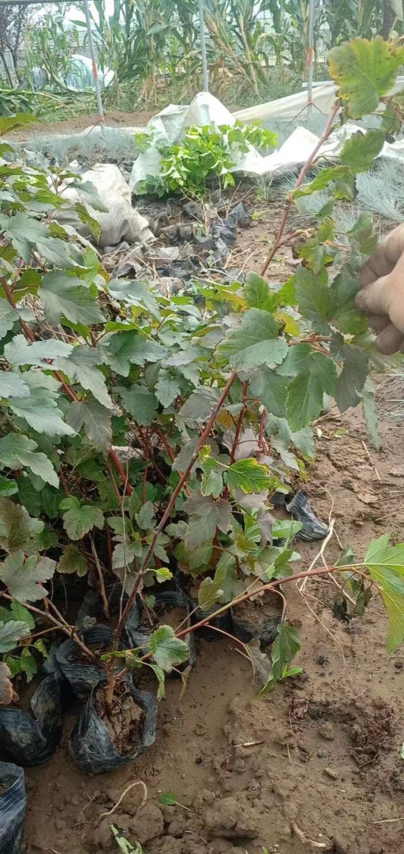 紫叶风箱果种植基地。紫叶风箱果。300万低价处理。