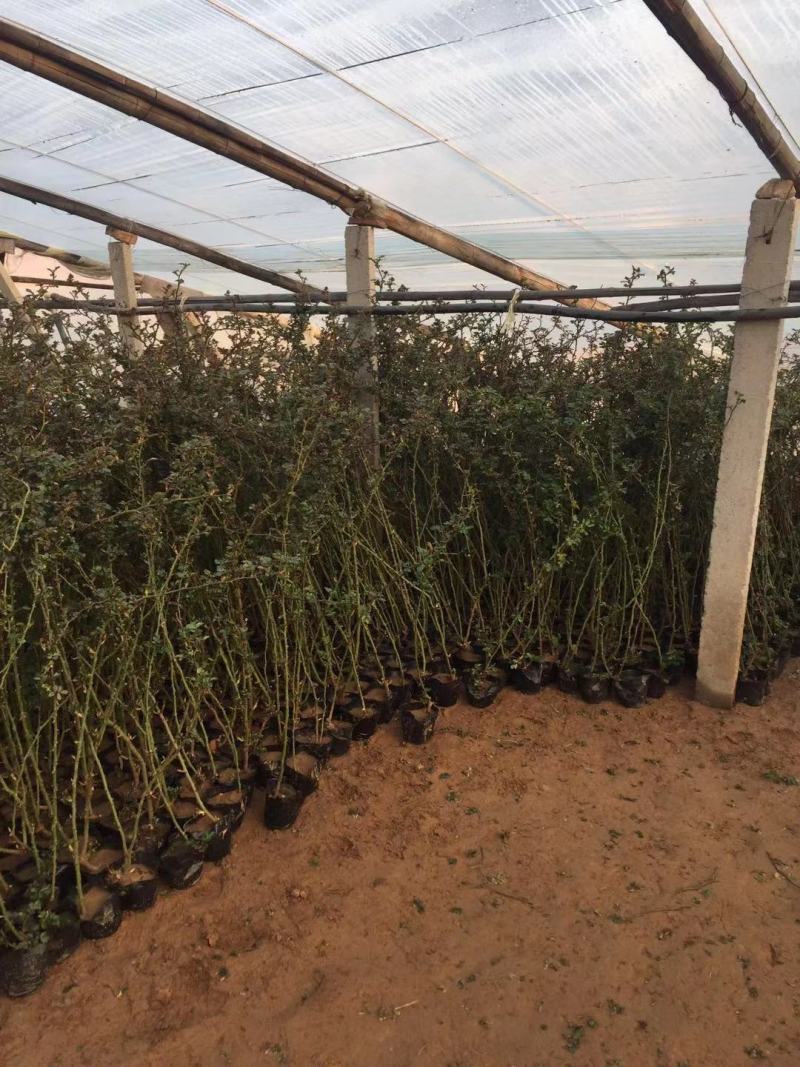 藤本月季种植基地。藤本月季。自产自销。30万低价处理