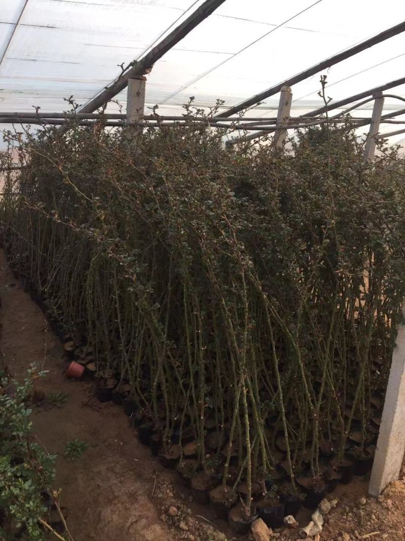 藤本月季种植基地。藤本月季。自产自销。30万低价处理