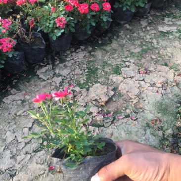 红宝石月季种植基地。红宝石月季。30万低价处理。