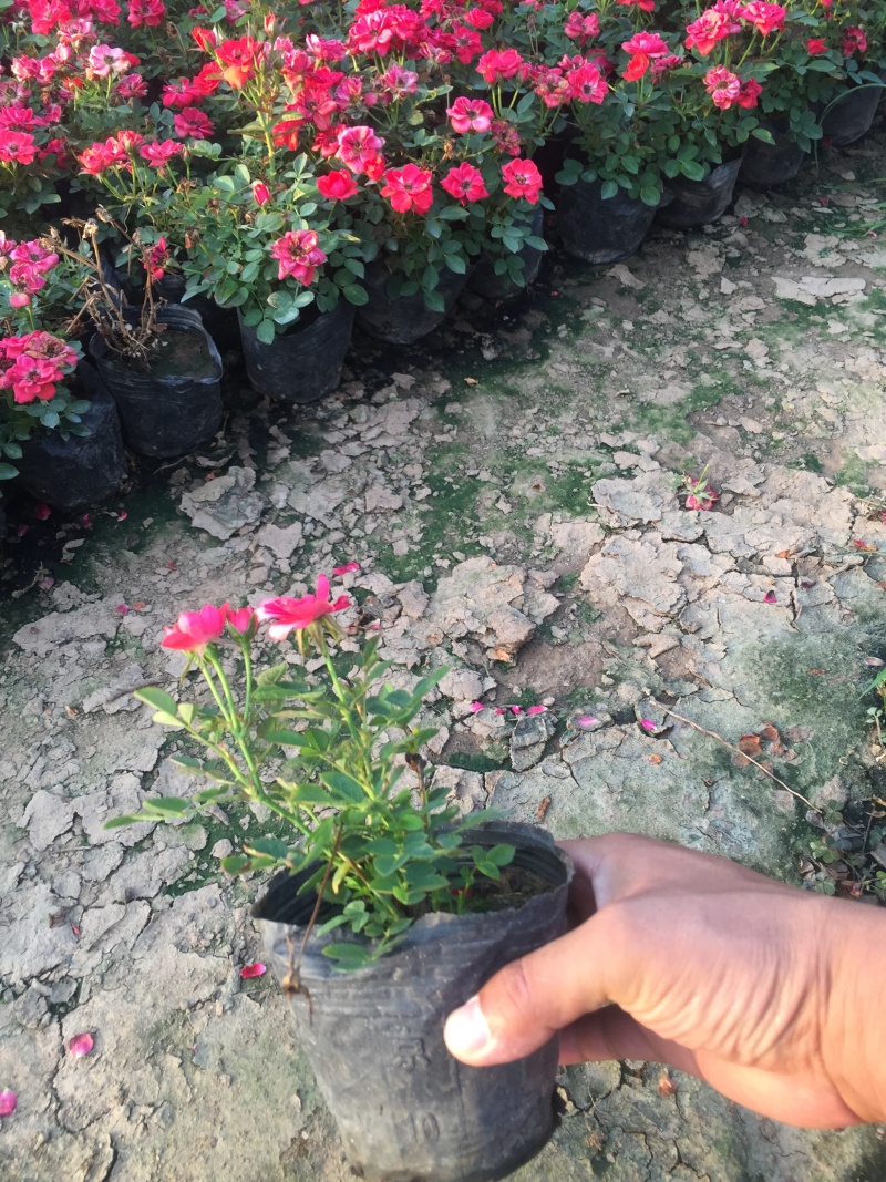 红宝石月季种植基地。红宝石月季。30万低价处理。