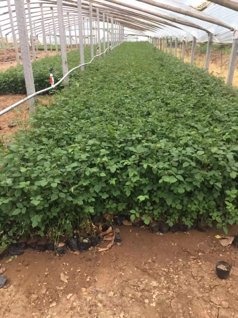 红帽月季自产自销红帽月季种植基地。青州红帽月季价格