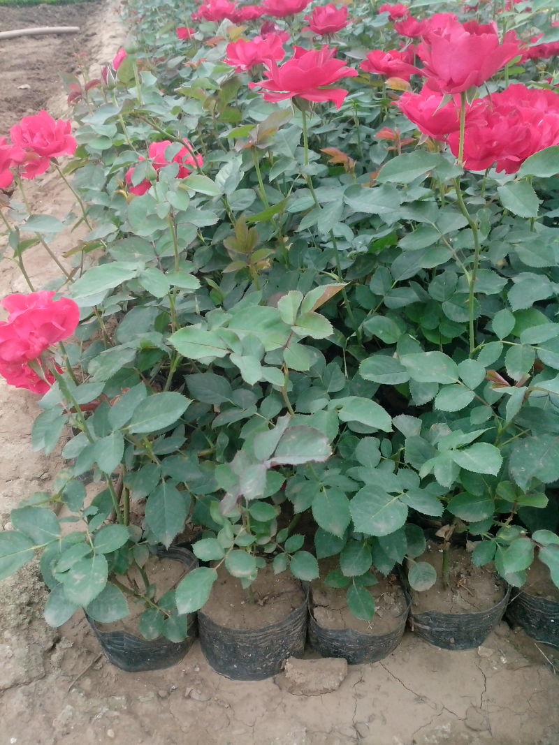 红帽月季自产自销红帽月季种植基地。青州红帽月季价格