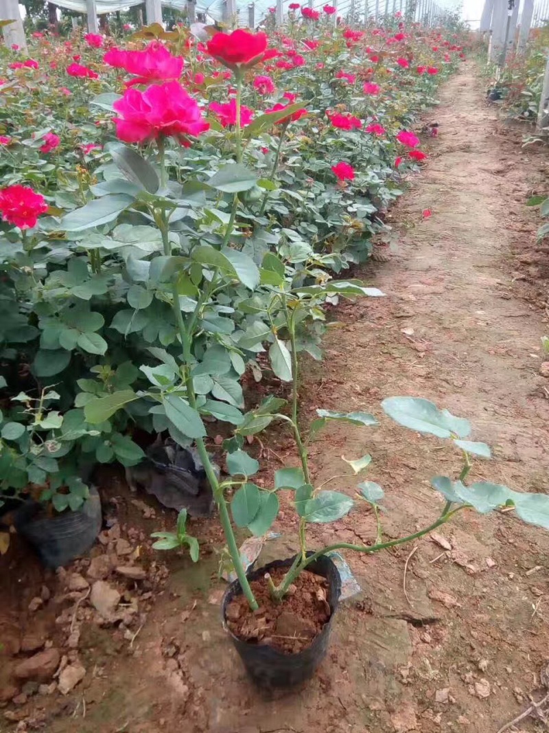 红帽月季自产自销红帽月季种植基地。青州红帽月季价格