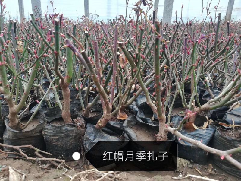 红帽月季自产自销红帽月季种植基地。青州红帽月季价格