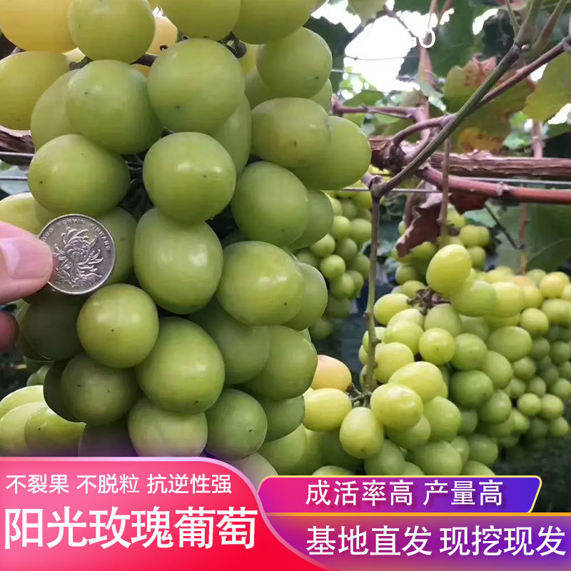 阳光玫瑰葡萄苗高产不裂果不脱粒市场热销品种保证品种