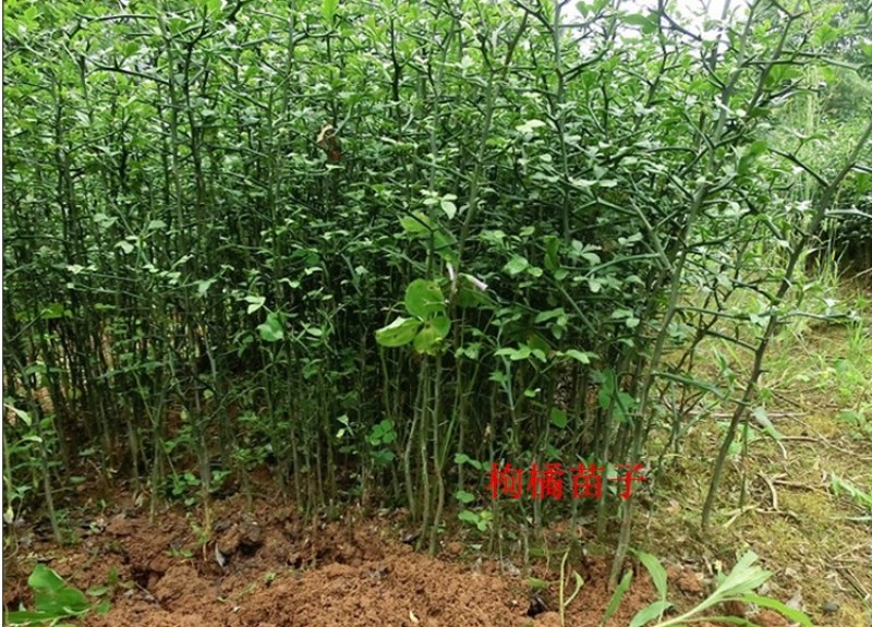 新采枸橘种子枳壳种子枸桔种子篱笆专用嫁接砧木树暂不发货