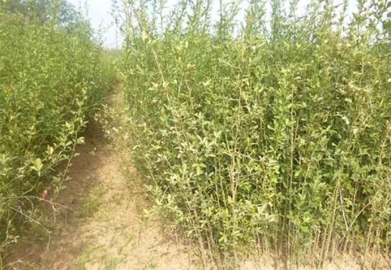 新采枸橘种子枳壳种子枸桔种子篱笆专用嫁接砧木树暂不发货