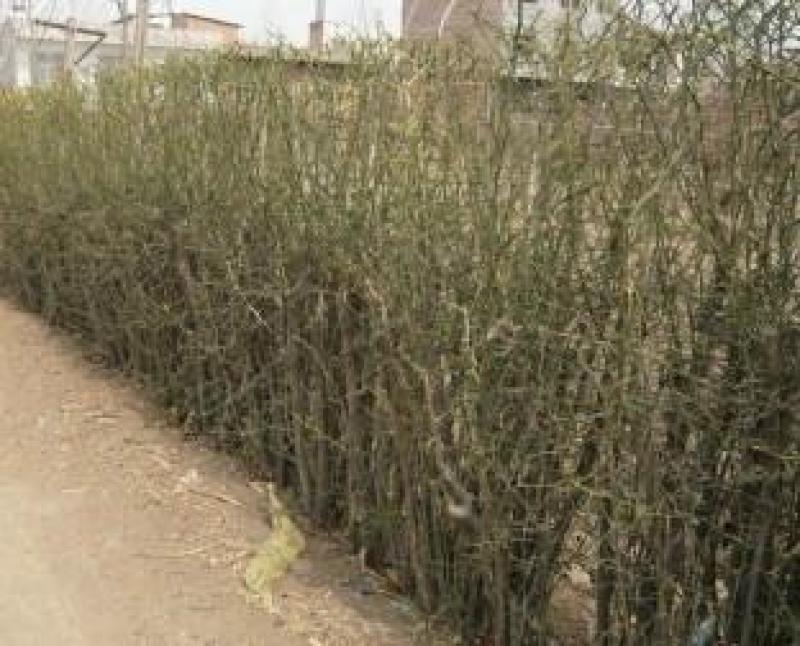 新采枸橘种子枳壳种子枸桔种子篱笆专用嫁接砧木树暂不发货