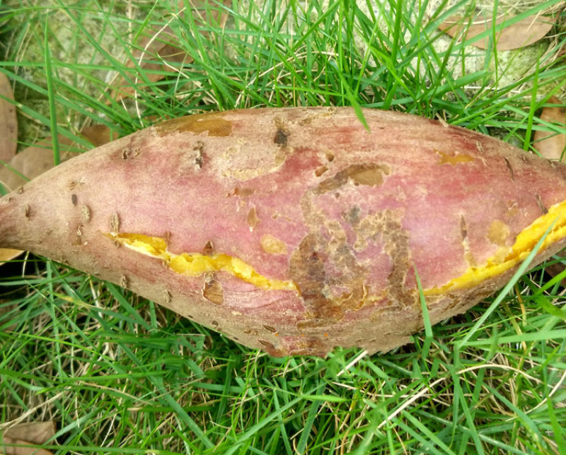 黄肉番薯粉糯甜红薯板栗薯黄心红薯新鲜地瓜5斤