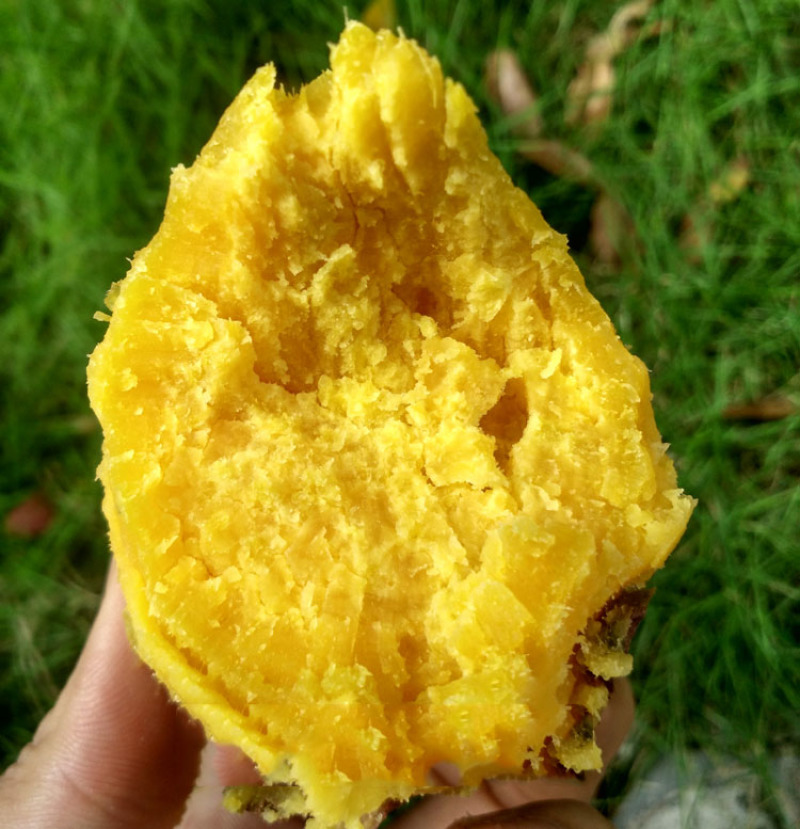 黄肉番薯粉糯甜红薯板栗薯黄心红薯新鲜地瓜5斤
