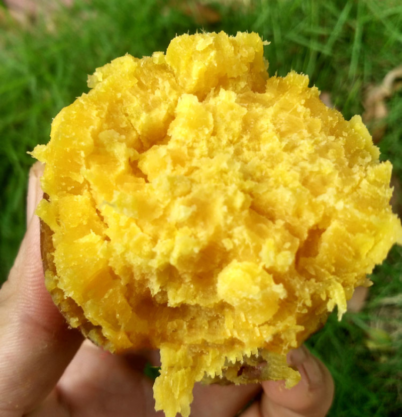 黄肉番薯粉糯甜红薯板栗薯黄心红薯新鲜地瓜5斤