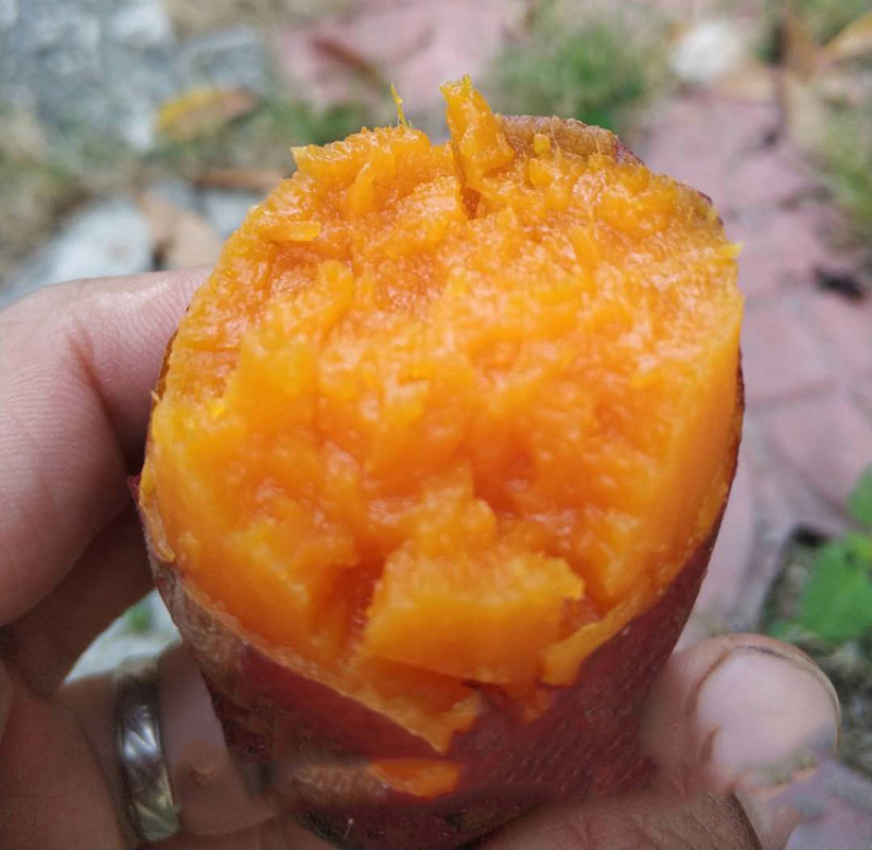 新鲜红薯甜红薯红肉番薯糖心番薯烤红薯西瓜红番薯