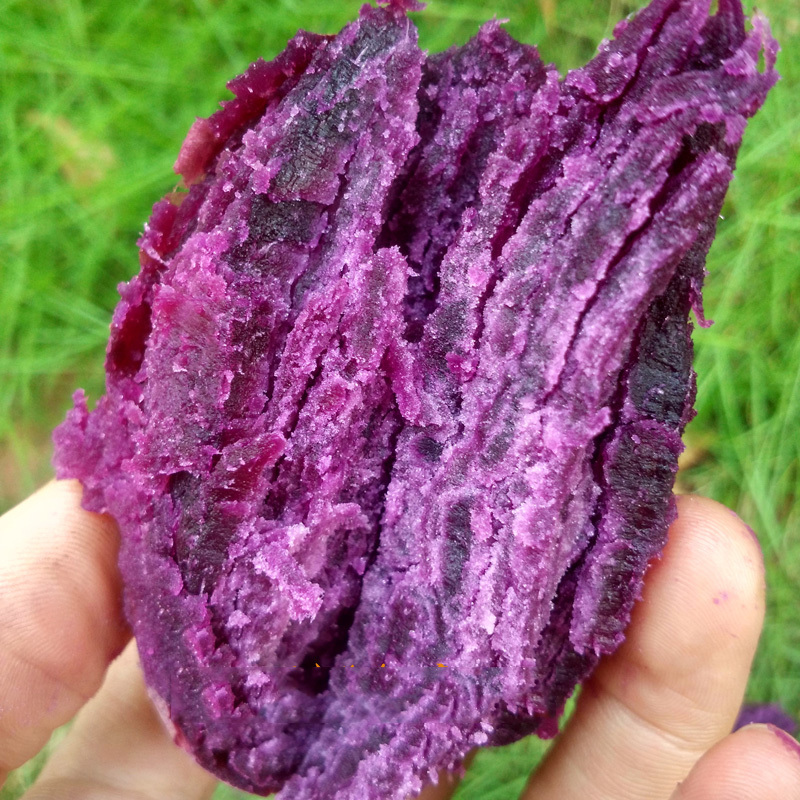 茂名特产紫薯紫色红薯紫罗兰番薯紫色番薯粉香糯甜