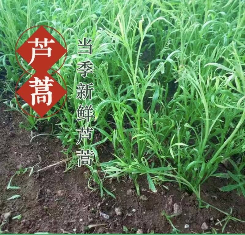 当季新鲜茼蒿（芦蒿）
