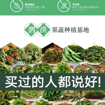 当季新鲜茼蒿（芦蒿）