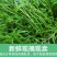 当季新鲜茼蒿（芦蒿）