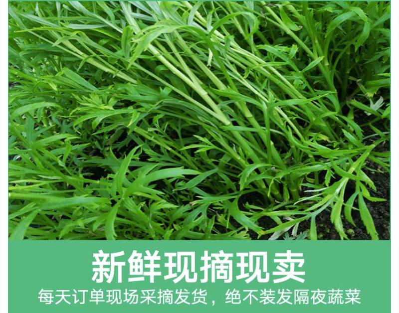 当季新鲜茼蒿（芦蒿）