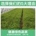 当季新鲜茼蒿（芦蒿）