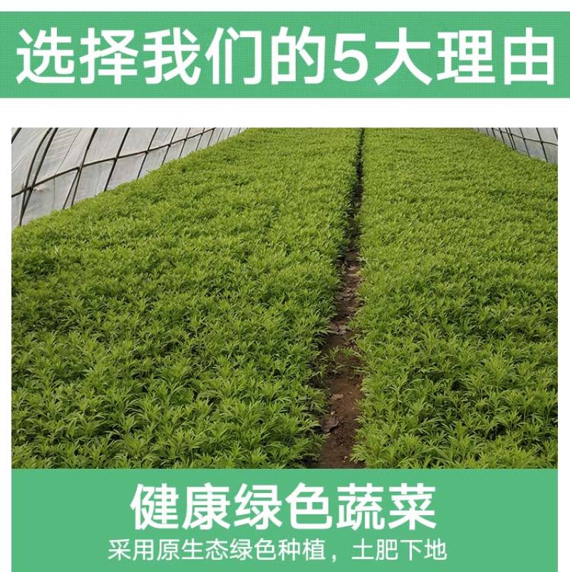当季新鲜茼蒿（芦蒿）