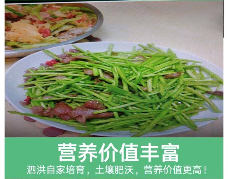 当季新鲜茼蒿（芦蒿）