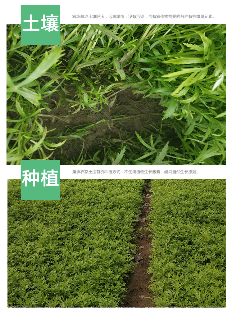 当季新鲜茼蒿（芦蒿）