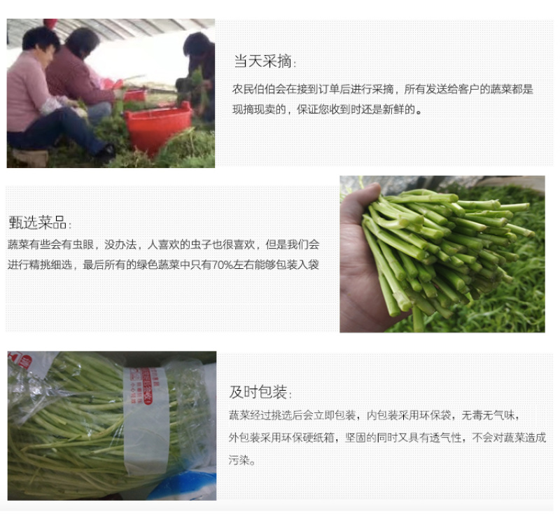 当季新鲜茼蒿（芦蒿）