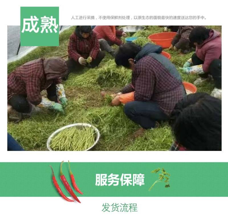 当季新鲜茼蒿（芦蒿）