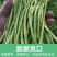 当季新鲜茼蒿（芦蒿）